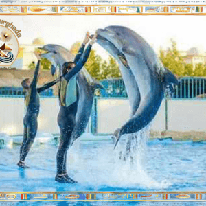 Dolphin Show Hurghada + Swimming with Dolphins