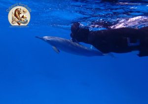 Casa Delfinilor din Hurghada