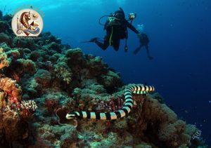 Recifele de corali din Marea Roșie