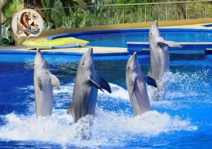 Spectacolul delfinilor în Hurghada