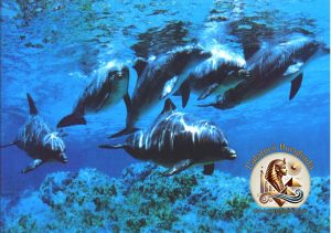 Grup de delfini înotând liber în apele albastre ale Mării Roșii, deasupra unui recif de corali, în timpul unei excursii în Hurghada.