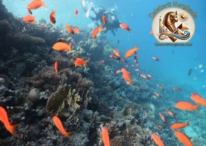 Scufundari Hurghada pentru incepatori ghid complet de diving si rezervare Calatorii Hurghada