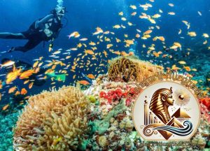 Curs PADI Open Water Hurghada: Ghid Complet de Scufundări pentru Români, scafandri explorând reciful de corali din Marea Roșie alături de Călătorii Hurghad