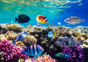 Specii spectaculoase de animale marine Marea Roșie și pești tropicali printre recifuri de corali în Hurghada
